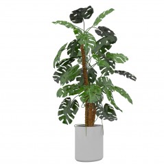 Monstera w ceramicznej donicy