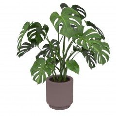 Piękna monstera