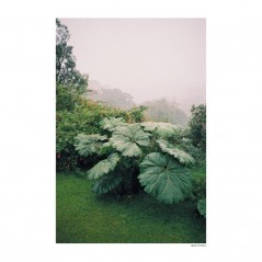 Bush in Mist