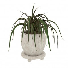 Roślina doniczkowa – Dracena Marginata