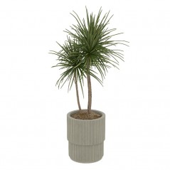 Roślina doniczkowa – Dracena