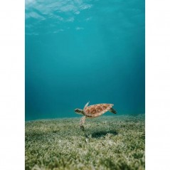 TURTLE UNDERWATER POSTERA.ART