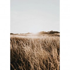 SUNSHINE IN THE FIELD POSTERA.ART