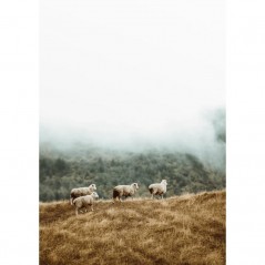 SHEEP IN THE MEADOW POSTERA.ART