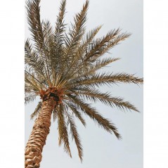 PALM TREE SEEN FROM BELOW POSTERA.ART