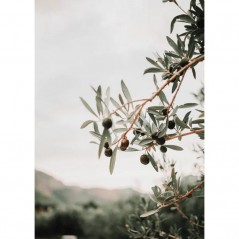 OLIVE TREE POSTERA.ART