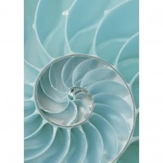 NAUTILUS SHELL POSTERA.ART