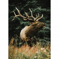 MAJESTIC DEER POSTERA.ART