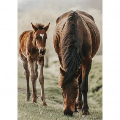 HORSE AND FOAL POSTERA.ART