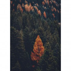 FALL FOREST POSTERA.ART