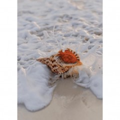 CONCH ON THE BEACH POSTERA.ART