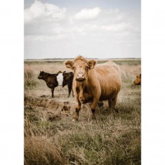 CATTLE IN THE FIELD POSTERA.ART