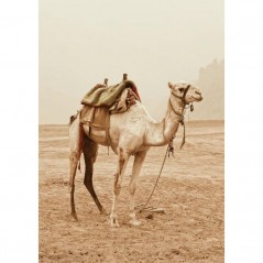 CAMEL IN THE DESERT POSTERA.ART