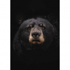 BLACK BEAR POSTERA.ART