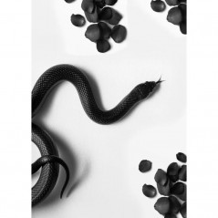 BLACK SNAKE ROAM POSTERA.ART