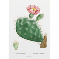 CACTUS COCHENILLIFER POSTERA.ART