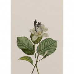 BOTANICAL VINTAGE CAMERAMAN POSTERA.ART