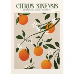 CITRUS SINENSIS POSTERA.ART