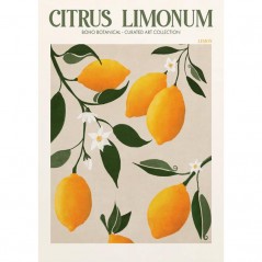 CITRUS LIMONUM POSTERA.ART