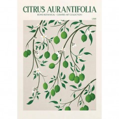 CITRUS AURANTIFOLIA POSTERA.ART