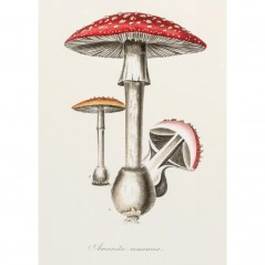 AMANITA MUSCARIA POSTERA.ART