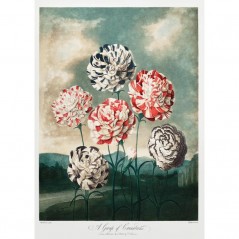 A GROUP OF CARNATIONS POSTERA.ART