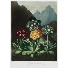 A GROUP OF AURICULAS POSTERA.ART