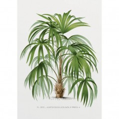 VINTAGE PALM TREE POSTERA.ART