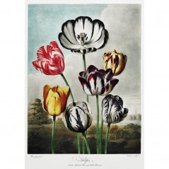 TULIPS POSTERA.ART