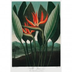 THE QUEEN PLANT POSTERA.ART