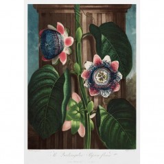 THE QUADRANGULAR PASSION FLOWER POSTERA.ART