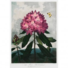 THE PONTIC RHODODENDRON POSTERA.ART