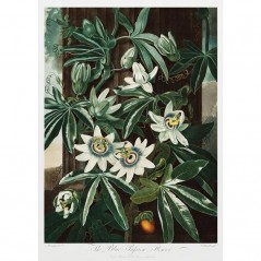 THE PASSIFLORA CERULEA POSTERA.ART