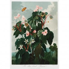 THE OBLIQUE LEAVED BEGONIA POSTERA.ART