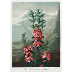 THE NARROW LEAVED KALMIA POSTERA.ART