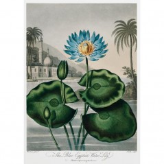 THE BLUE EGYPTIAN WATER LILY POSTERA.ART