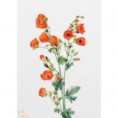 SCARLET GLOBE MALLOW POSTERA.ART