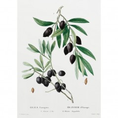 OLEA EUROPÆA POSTERA.ART