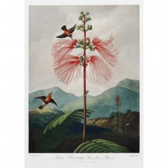 LARGE FLOWERING SENSITIVE PLANT POSTERA.ART