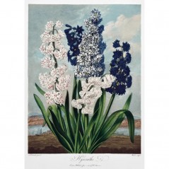 HYACINTHS POSTERA.ART