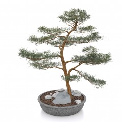 Drzewko Bonsai v1